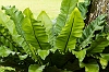 _MG_5077 Birdsnest fern